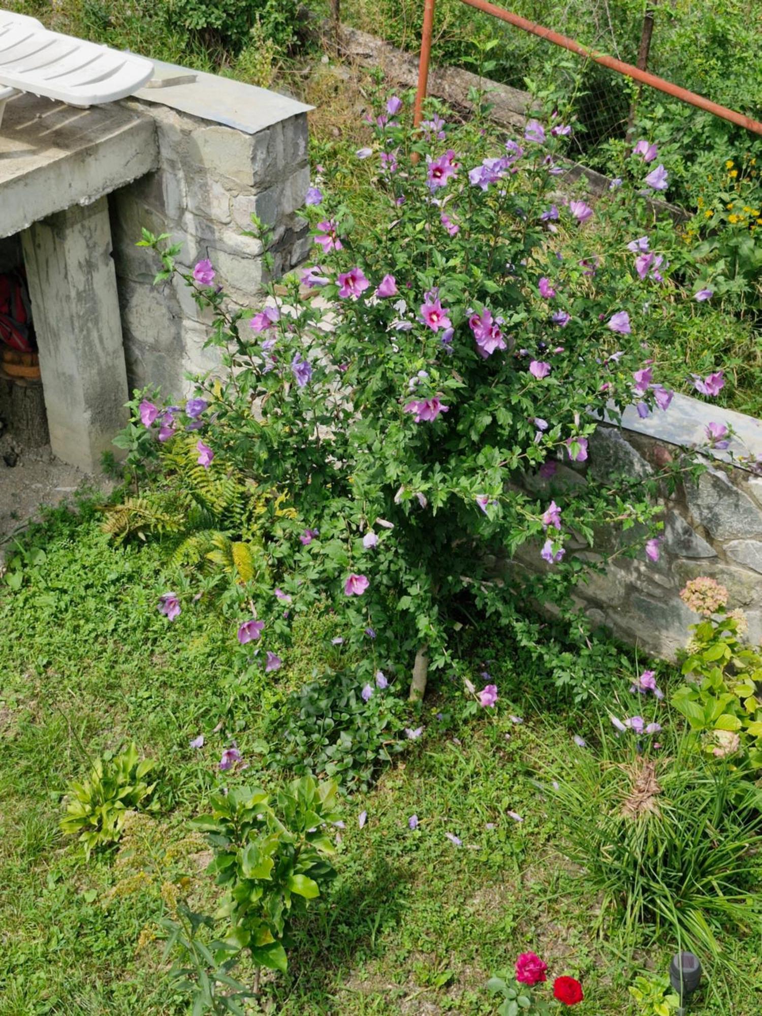 Ananuri Veranda- Hotel Guest House Kültér fotó